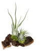 Tillandsia na kořeni mopani - L - 2 rostliny Náhled obrázku produktu 3