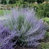 Stauden Gänge 1 x Perovskia atriplicifolia 'Blue Spire' - Produktbild-Vorschau 1