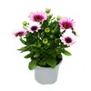 Kapkörbchen - Osteospermum ecklonis - 11cm Topf - Set mit 3 Produktbild-Vorschau 4