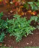 Osmunda regalis, Königsfarn, ca. 9x9 cm Topf Produktbild-Vorschau 8