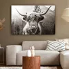 OneMillionCanvasses® - Plátno - Skotský horal - Kráva - Náhled obrázku produktu 5
