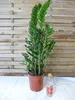 [Palmenlager] Zamioculcas zamiifolia - 100 cm - Topf Ø 21 Produktbild-Vorschau 2