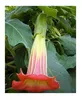 10x Brugmansia sanguinea Engelstrompete rot Pflanzen - Produktbild-Vorschau 5