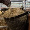 A horse eating hay from a black mesh hay bag in a stable. Anteprima dell’immagine prodotto