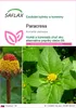 SAFLAX - paracress - Acmella oleracea - 500 Semená Náhľad obrázku produktu 1