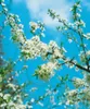 Prunus spinosa, Schlehdorn, 60–100 cm, dornig, heimisch Produktbild-Vorschau 13