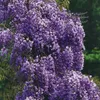 Glicynia (Wisteria) kwiecista Violacea Plena 2L Podgląd zdjęcia produktu 1