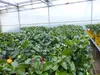 Grünwaren: echter Zitronenbaum 50 - 70 cm Zitrone Citrus Produktbild-Vorschau 8