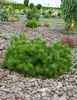 Bergkiefer ´PUMILIO´ 10-15 cm, Cont. 2,5 l Produktbild-Vorschau 7