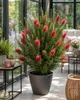 Callistemon Captain Cook: altezza 80-100 cm. Altrimenti Anteprima dell’immagine prodotto 3