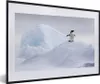 MuchoWow® MuchoWow® Gerahmtes Poster Pinguin - Eis - Winter Produktbild-Vorschau 1