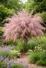 Tamariske Pink Cascade 40–60 cm – Tamarix ramosissima Produktbild-Vorschau 2
