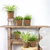 Bloomique - 6er-Set - Haustierfreundliche Pflanzen - Produktbild-Vorschau 2