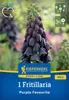 Kiepenkerl Profi-Line Persische Kaiserkrone Purple Produktbild-Vorschau 3