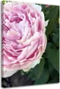 Leinwandbild rosa pfingstrose makro 40x60 cm Feeby rosa Produktbild-Vorschau 1