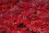 Acer palm. 'Shaina' - Érable du Japon en éventail Shaina Voir les images du produit 2