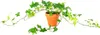 Gardners Hedera helix mix, priemer 9 cm Náhľad obrázku produktu 3