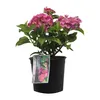 2 x  hortenzie  - Hydrangea macrophylla 'Freudenstein'  | Náhľad obrázku produktu 2