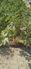 A young fig tree in a pot, surrounded by other plants in what appears to be a nursery or garden center. Produktbild-Vorschau