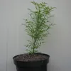 Gelbhornstrauch Xanthoceras sorbifolium - Sahnenussbaum 1 Produktbild-Vorschau 2