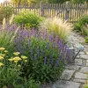 Bloomique - Lot de 6 - Salvia Blaukönigin - Sauge - Voir les images du produit 1