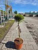 Pinus nigra ‘Marie Brégeon’ – Schwarzkiefer, veredelt auf Produktbild-Vorschau 1