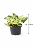 Epipremnum Happy Leaf Topf ca. 20 cm - Pflegeleichte Produktbild-Vorschau 2