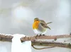 CALVENDO Puzzle Rotkehlchen im Winter 2000 Teile Puzzle Produktbild-Vorschau 3