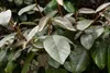 Stauden Gänge 10 x Elaeagnus ebbingei - Wintergrüne Ölweide Produktbild-Vorschau 5
