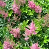 6 x Prachtspiere  - Astilbe japonica 'Rheinland'  | Topf Produktbild-Vorschau 2