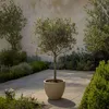 An olive tree in a pot on a paved patio, surrounded by other plants and a textured wall. Produktbild-Vorschau