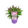 Bloomique - Buddleja Butterfly Little Purple - Produktbild-Vorschau 1