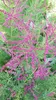Tamarix ramosissima 'Rubra' / Tamaris d'été rouge Voir les images du produit 2