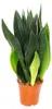 Sansevieria trifasciata "Black Diamond" - cerné konopí - Náhled obrázku produktu 1