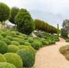 Buchsbaumdünger Spezialdünger Für Buchsbaum Buxus Illex Produktbild-Vorschau 3