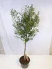 [Palmenlager] XL Olivenbaum 180 cm "Olea europea" kräftiger Produktbild-Vorschau 2