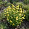 3er-Set Phlomis russeliana Staude, Gelb, winterhart, Höhe Produktbild-Vorschau 3