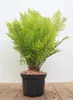 Matteuccia struthiopteris, Straußenfarn, 30–40 cm Produktbild-Vorschau 1