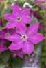 Clematis viticella, Italienische Waldrebe, 60–100 cm, Produktbild-Vorschau 4