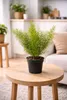 Asparagus densiflorus Sprengeri 30-40 cm - Zierspargel im Produktbild-Vorschau 3