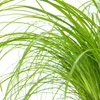 Zynesflora Echtes Katzengras 2 Stück Cyperus Zumula Produktbild-Vorschau 3