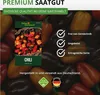 Chili Habanero Mix Samen - sehr scharf - Capsicum chinese - Produktbild-Vorschau 9
