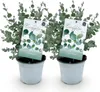 Eukalyptusbaum Eucalyptus gunnii - 2 Pflanzen - Winterhart Produktbild-Vorschau 1