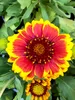 6 x Gaillardia aristata 'Arizona Sun' – Kokardenblume  - Produktbild-Vorschau 1