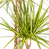 Smocze drzewo - Dracaena marginata "Sunray" - Sunray - Podgląd zdjęcia produktu 2