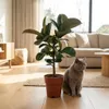 Green boutiQ - Zimmerpflanze - Gummibaum - Ficus Elastica Produktbild-Vorschau 5