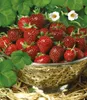 A close-up of a colander filled with fresh strawberries, surrounded by strawberry leaves and flowers. Produktbild-Vorschau