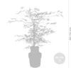 Acer palmatum \'Garnet\' – Japanischer Ahorn – Strauch – Produktbild-Vorschau 2
