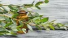 Toraf 10Pcs Eukalyptus Richtige Samen Immergrüner Baum Produktbild-Vorschau 9