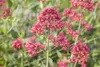 Rote Spornblume Coccineus, im Topf - Centranthus ruber Produktbild-Vorschau 1